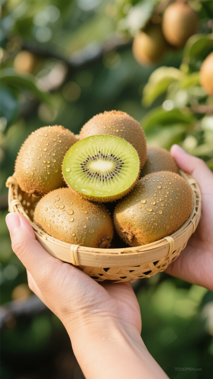 新鲜现摘猕猴桃创意摄影高清美图-09