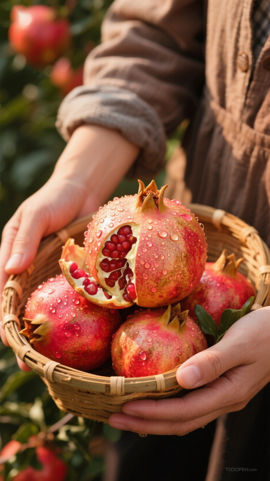 新鲜现摘石榴创意摄影高清美图-02