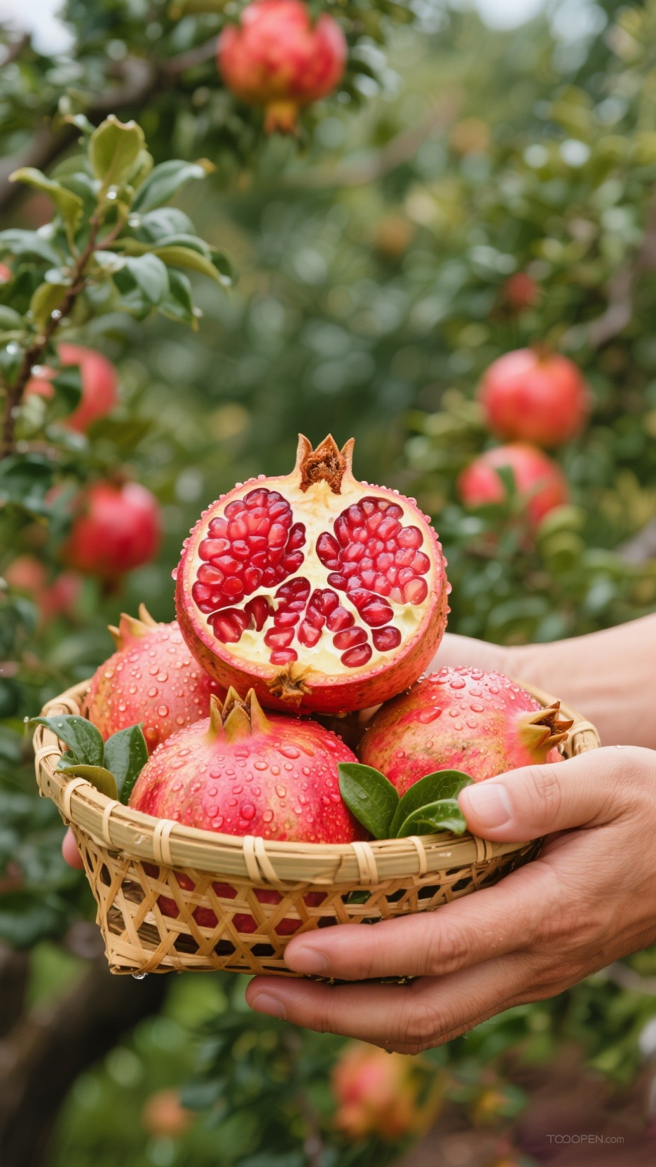 新鲜现摘石榴创意摄影高清美图-04