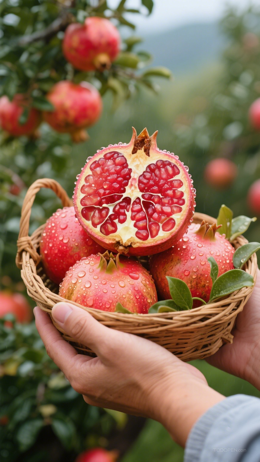 新鲜现摘石榴创意摄影高清美图-07