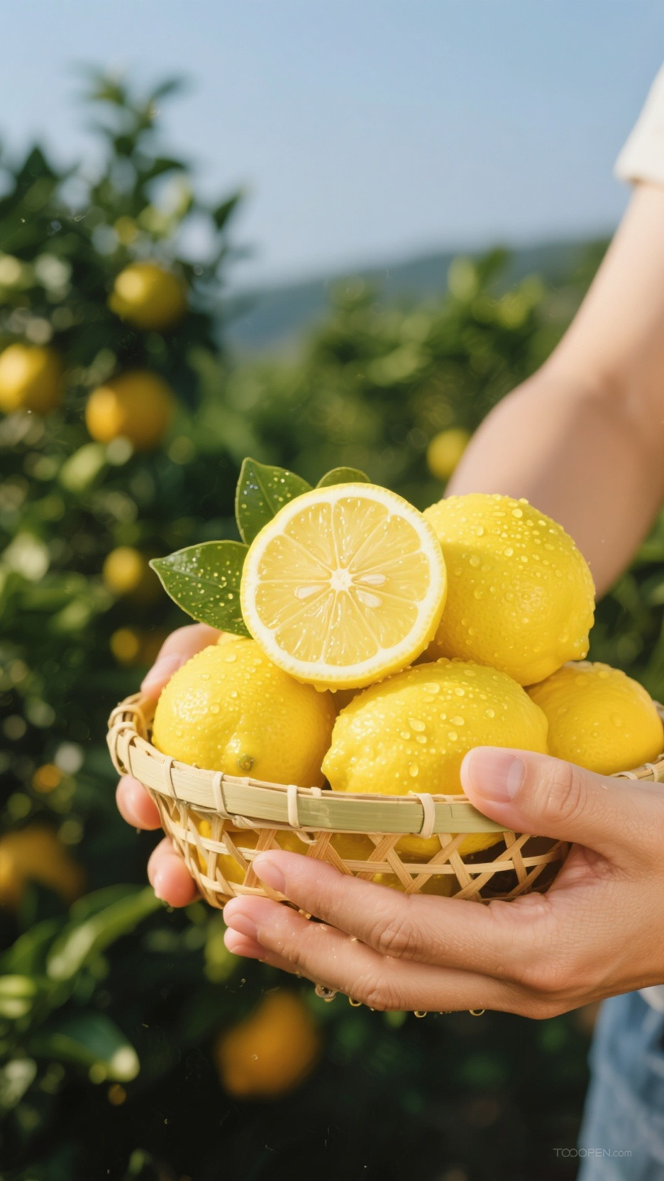新鲜现摘柠檬创意摄影高清美图-05
