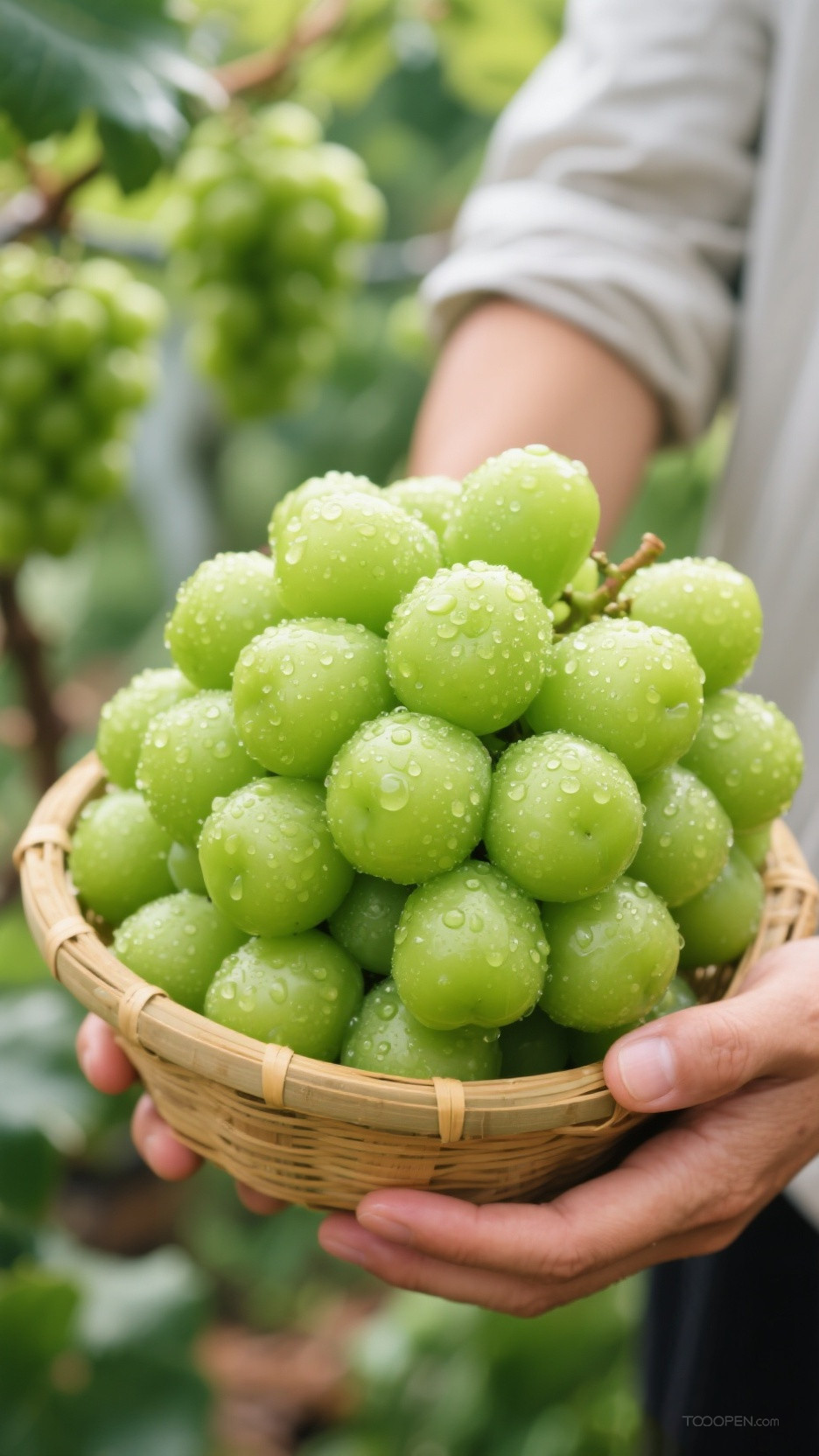 新鲜现摘青提阳光玫瑰创意摄影高清美图-01