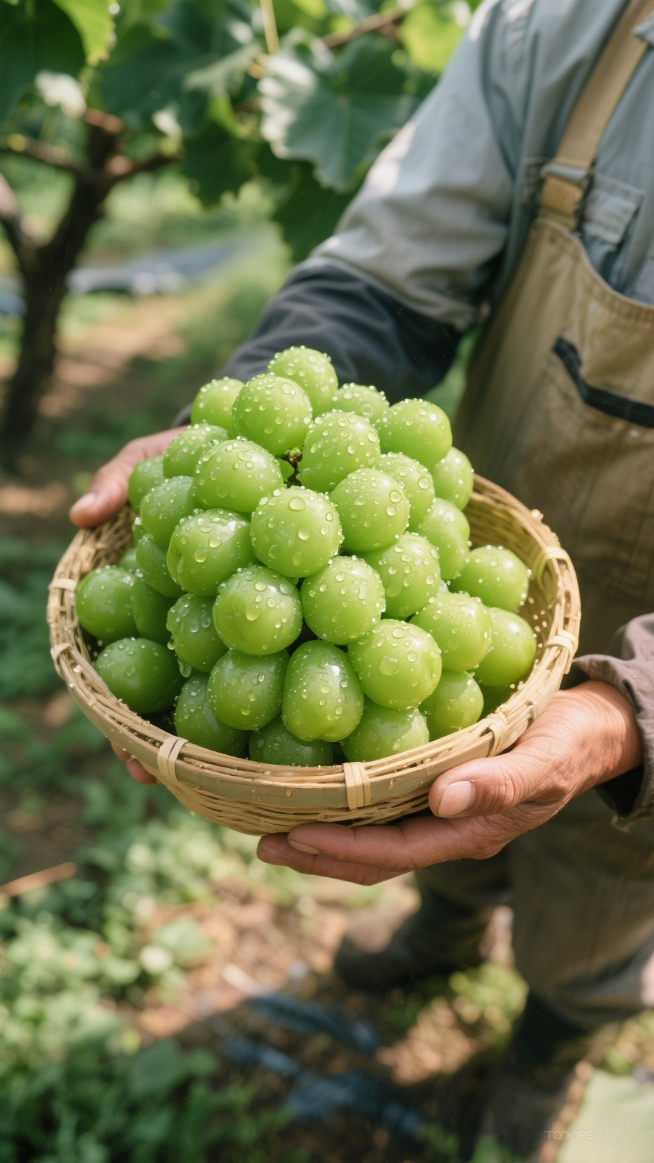 新鲜现摘青提阳光玫瑰创意摄影高清美图-06