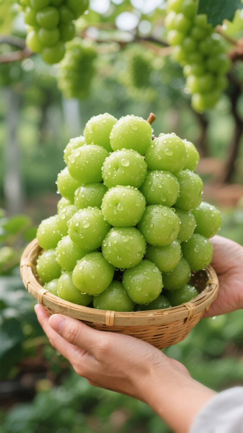 新鲜现摘青提阳光玫瑰创意摄影高清美图-07