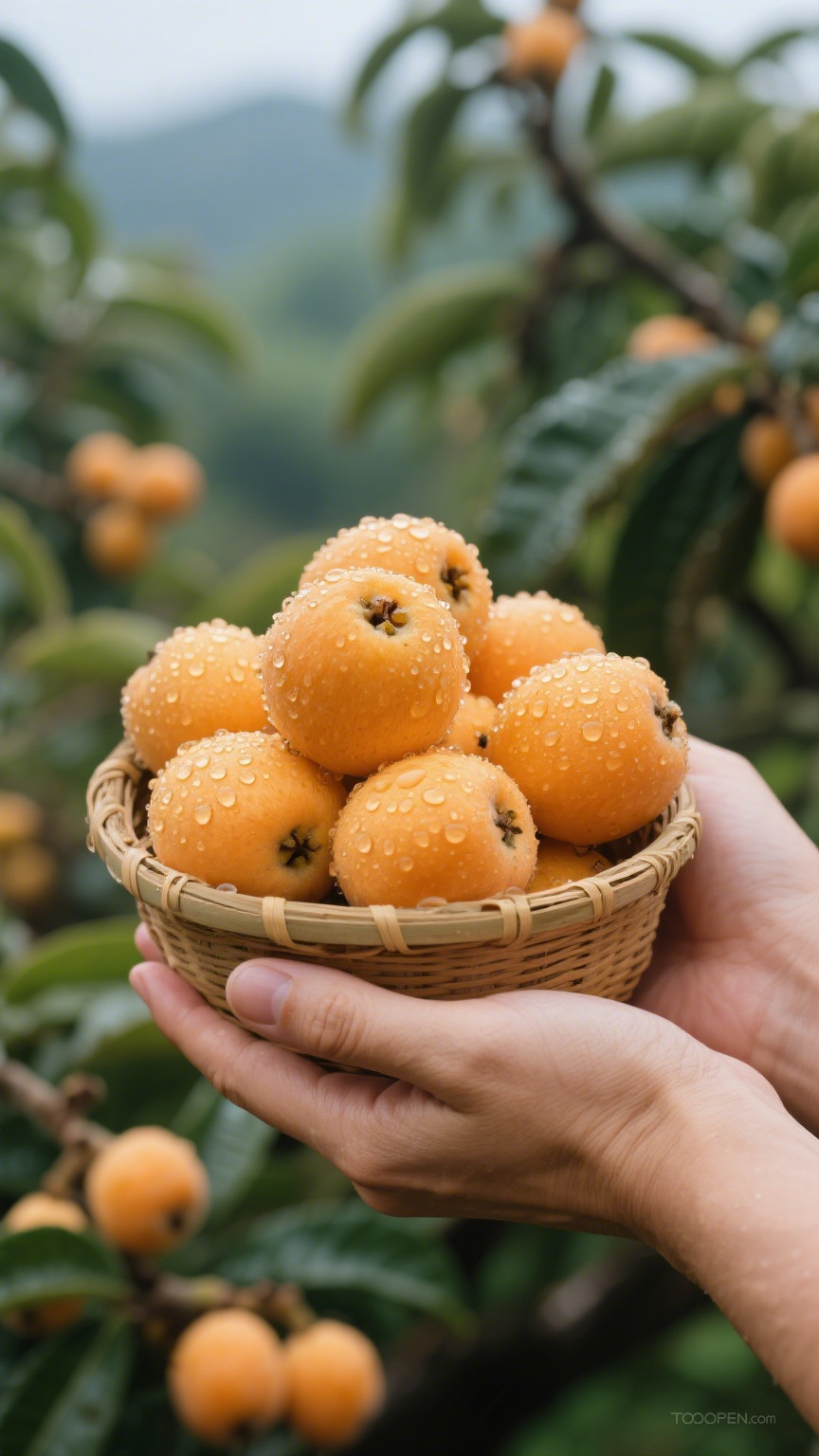 新鲜现摘枇杷创意摄影高清美图-04