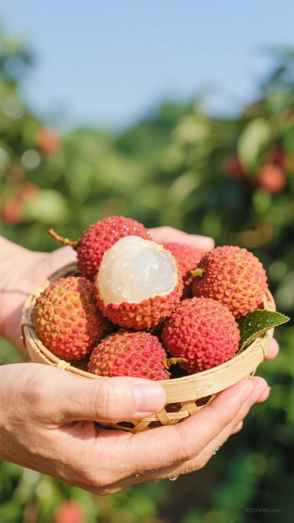 新鲜现摘荔枝创意摄影高清美图-01