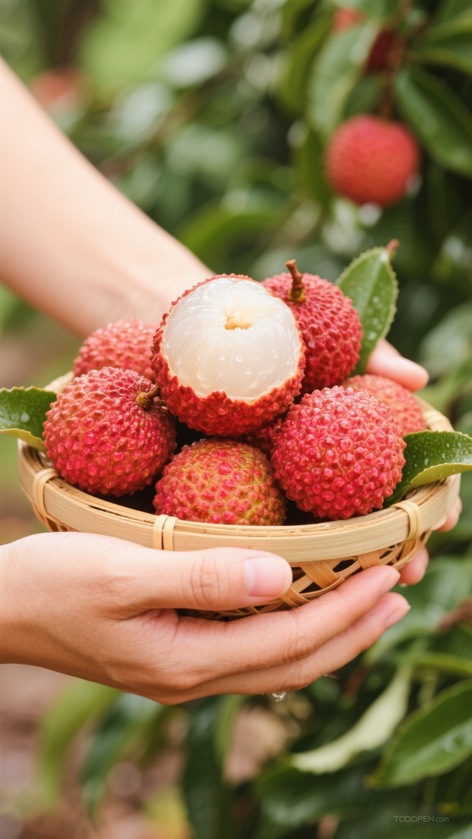 新鲜现摘荔枝创意摄影高清美图-06