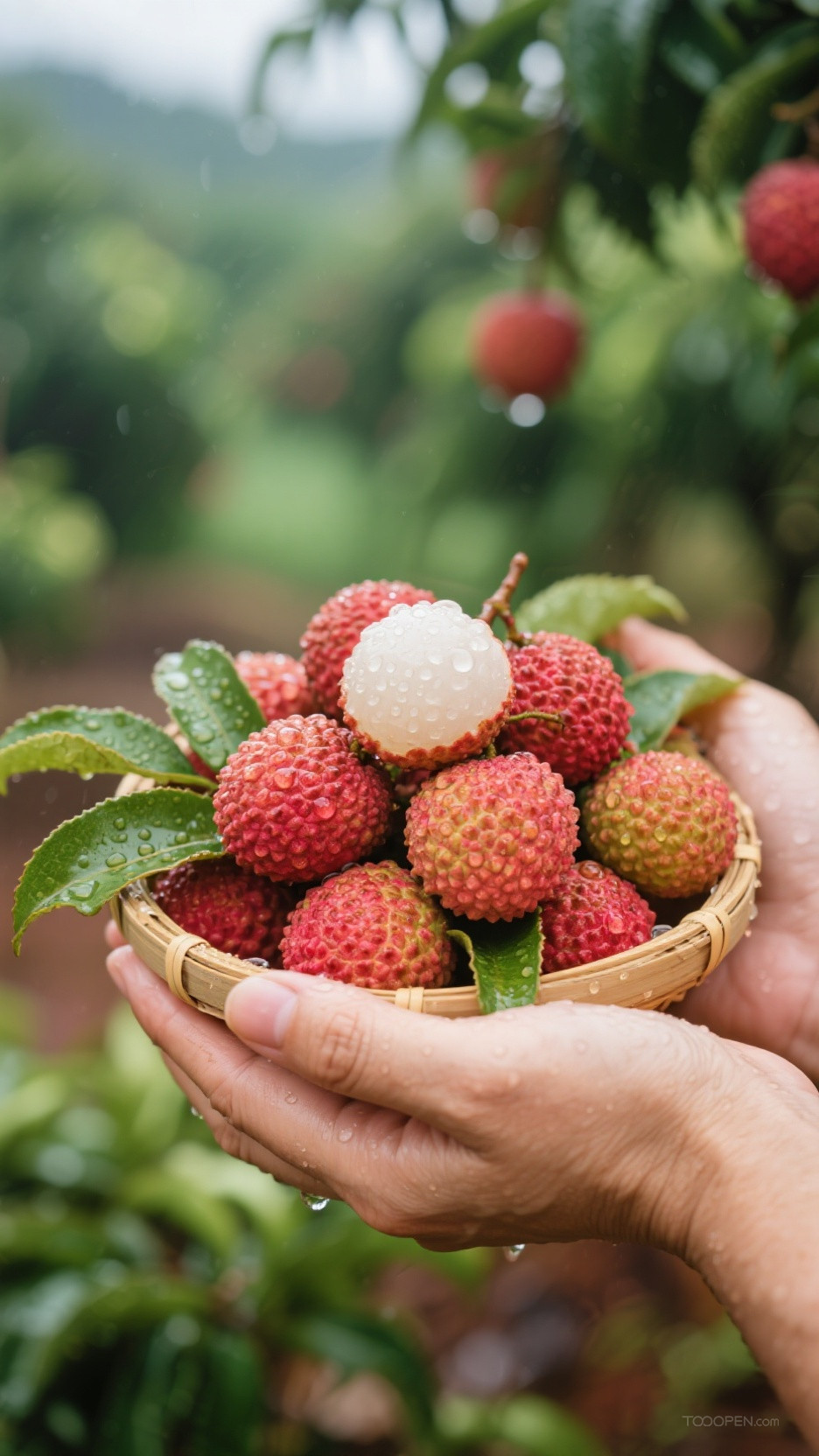 新鲜现摘荔枝创意摄影高清美图-07