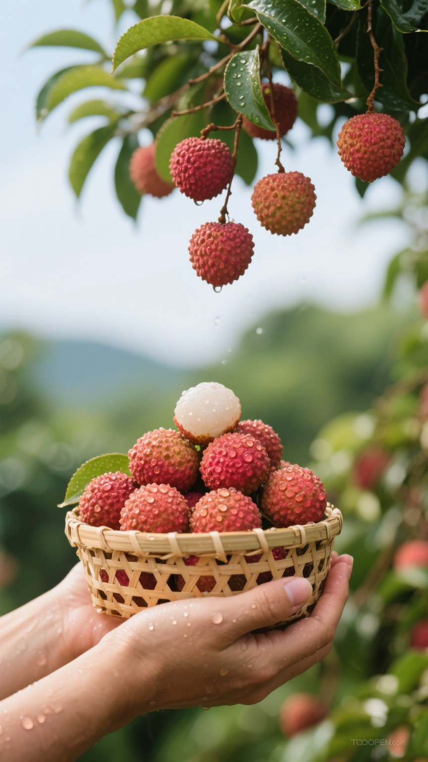 新鲜现摘荔枝创意摄影高清美图-13