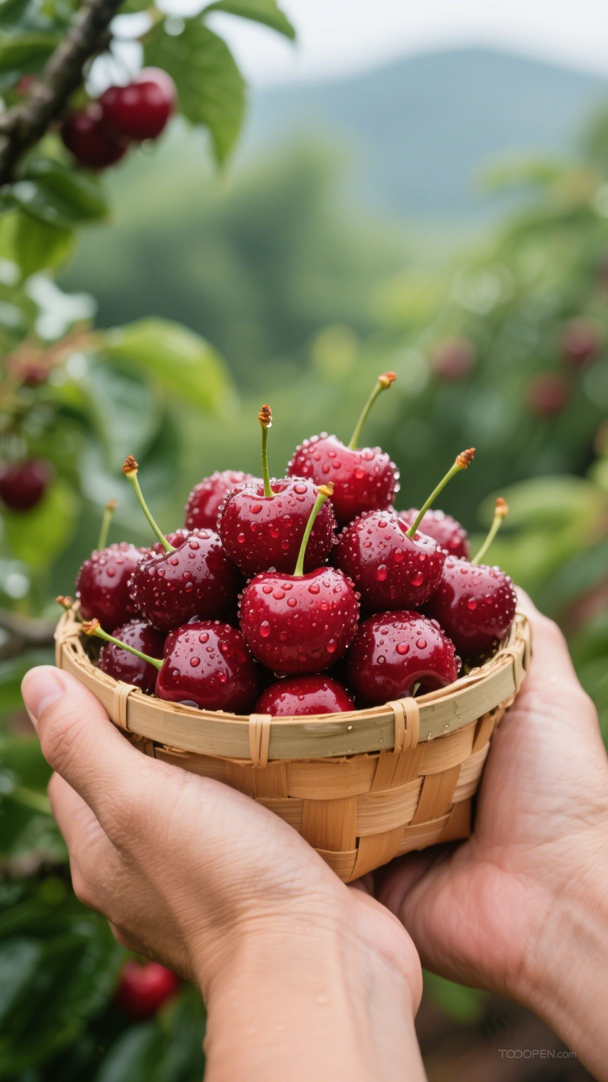 新鲜现摘车厘子樱桃创意摄影高清美图-03