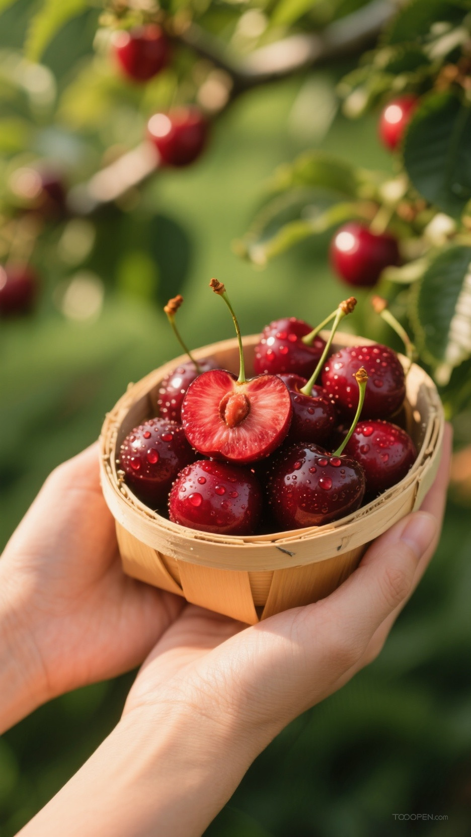 新鲜现摘车厘子樱桃创意摄影高清美图-09
