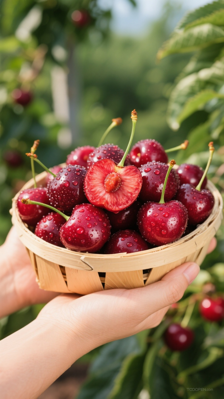 新鲜现摘车厘子樱桃创意摄影高清美图-11