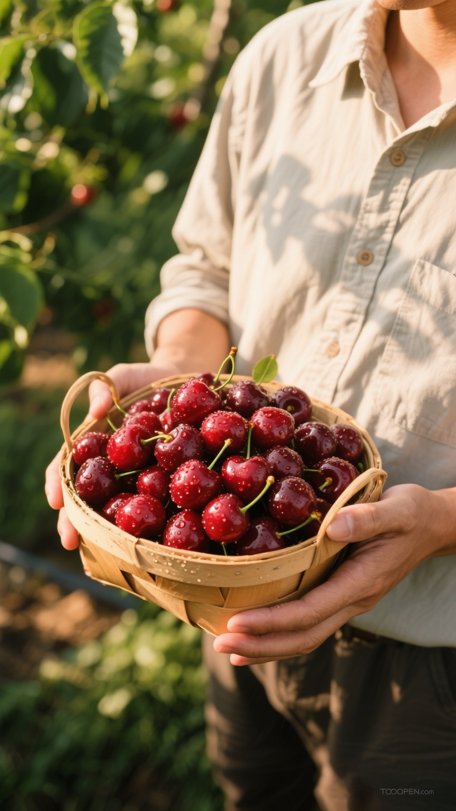 新鲜现摘车厘子樱桃创意摄影高清美图-12