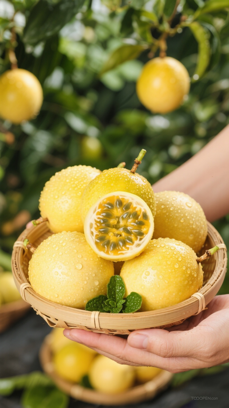 新鲜现摘黄金百香果创意摄影高清美图-02