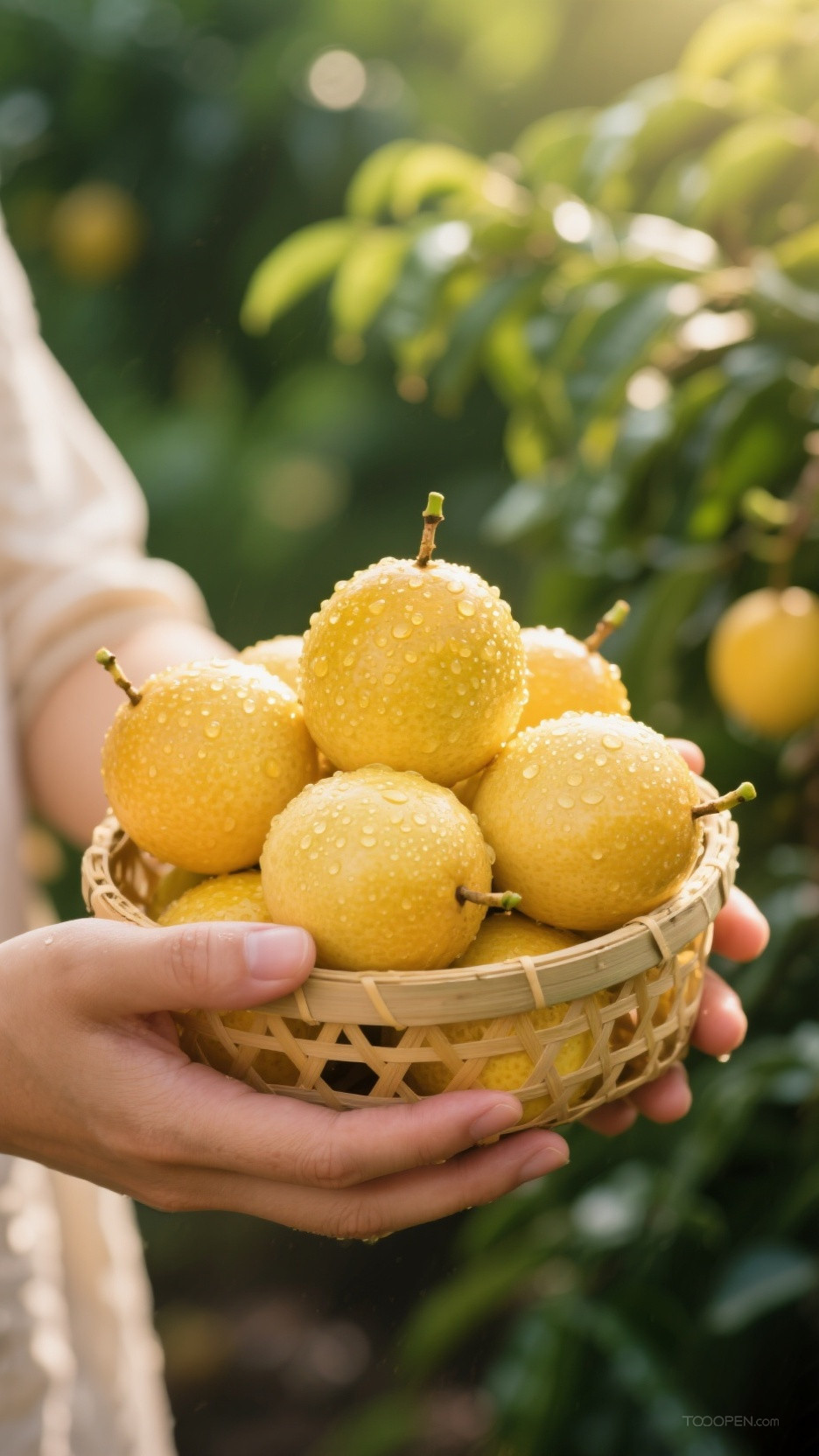 新鲜现摘黄金百香果创意摄影高清美图-04