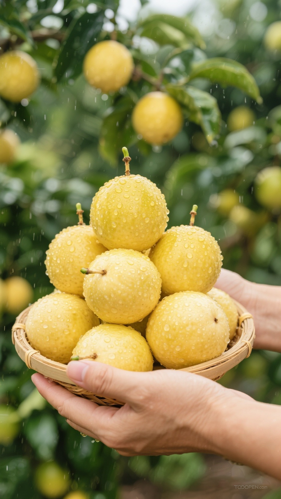 新鲜现摘黄金百香果创意摄影高清美图-07