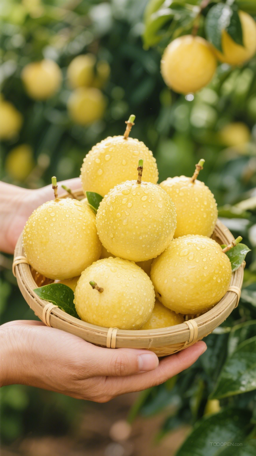 新鲜现摘黄金百香果创意摄影高清美图-10