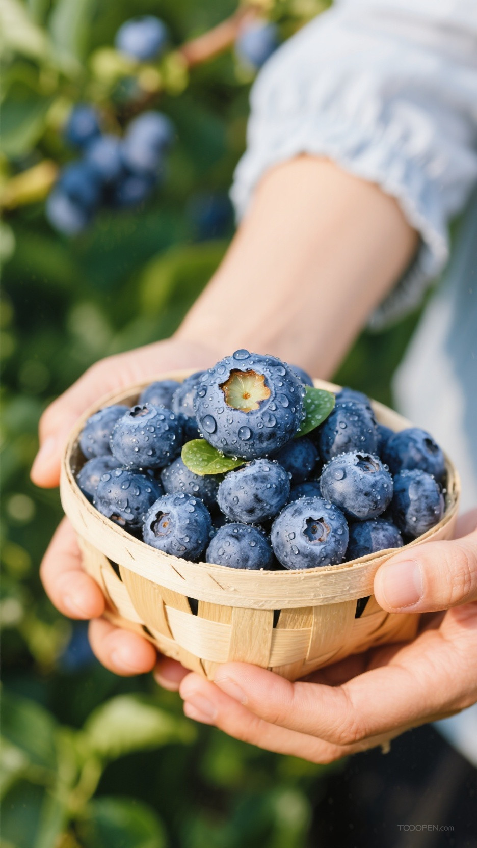 新鲜现摘蓝莓创意摄影高清美图-01