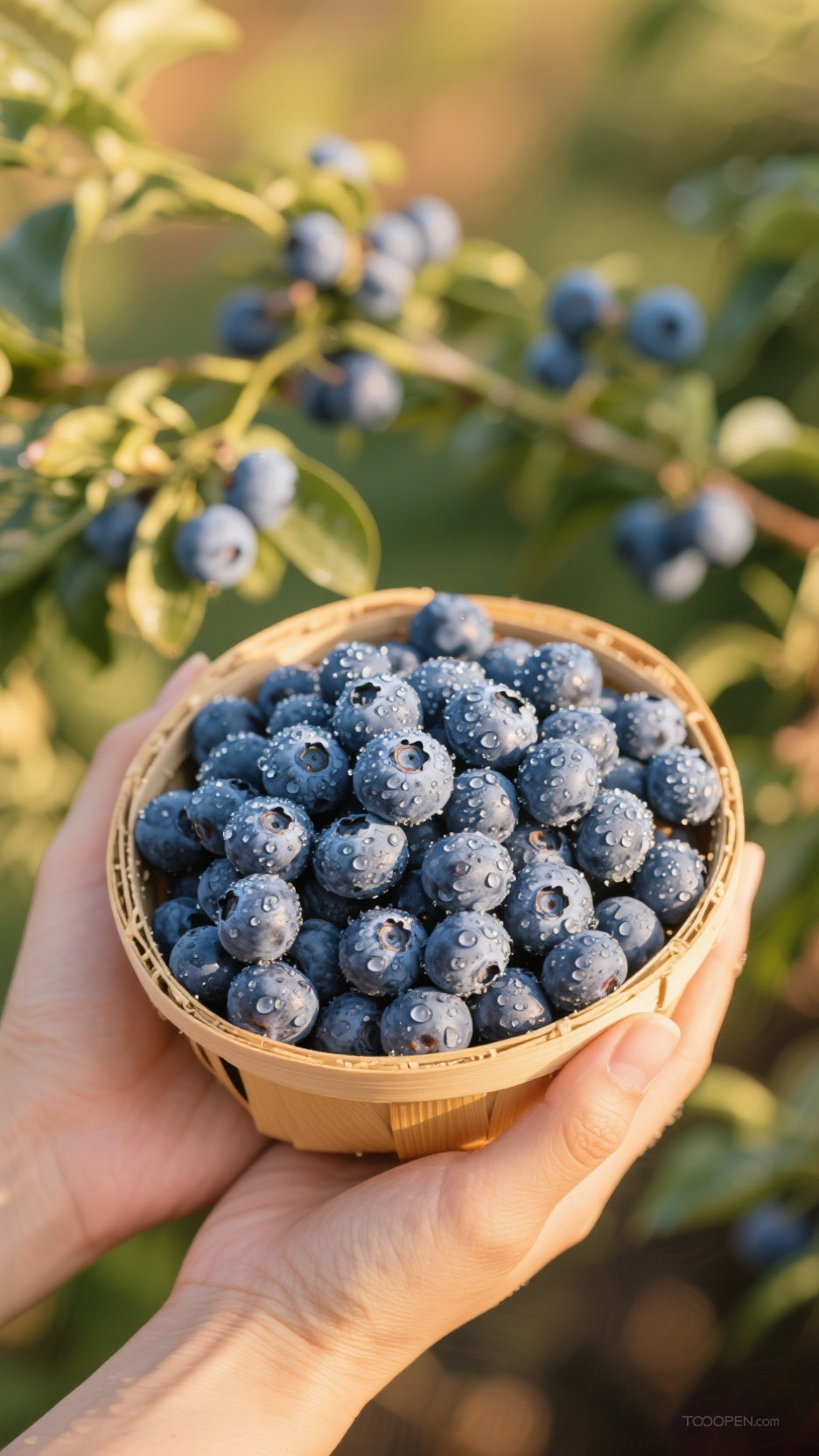 新鲜现摘蓝莓创意摄影高清美图-03