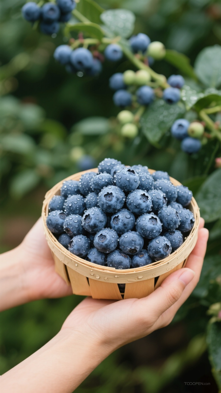 新鲜现摘蓝莓创意摄影高清美图-04